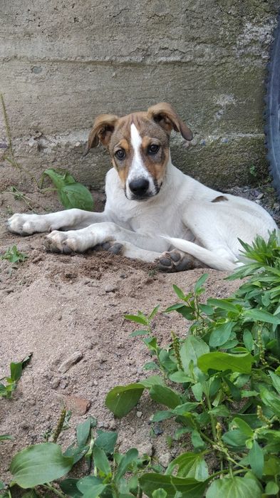 Джек рассел терьер