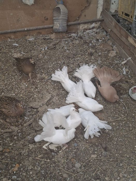 Павлин кептерлер