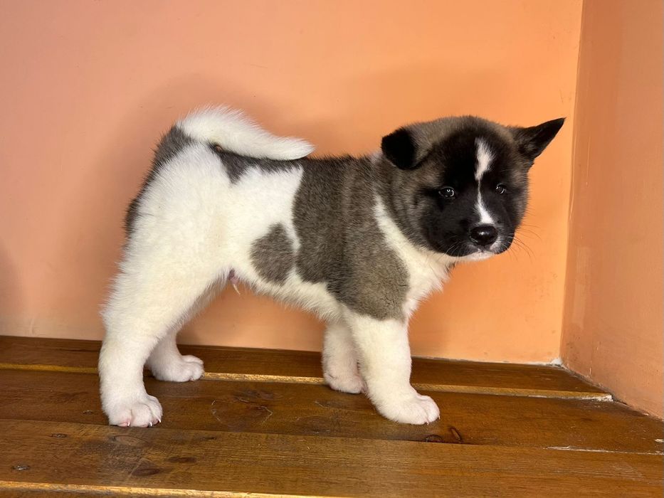 Американская Акита