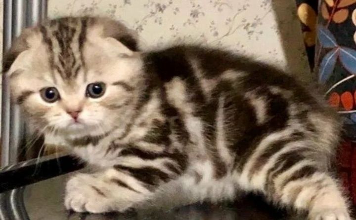 Шотланские котята