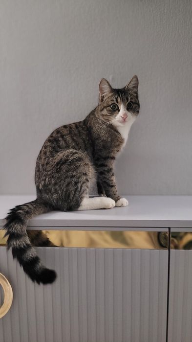 Отдадим красавчика в добрые руки