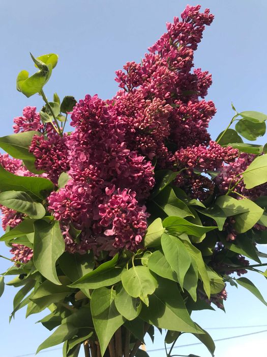 продам саженцы сирени