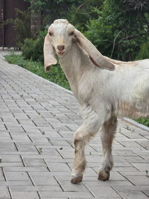 Козочки Камори Биталки!