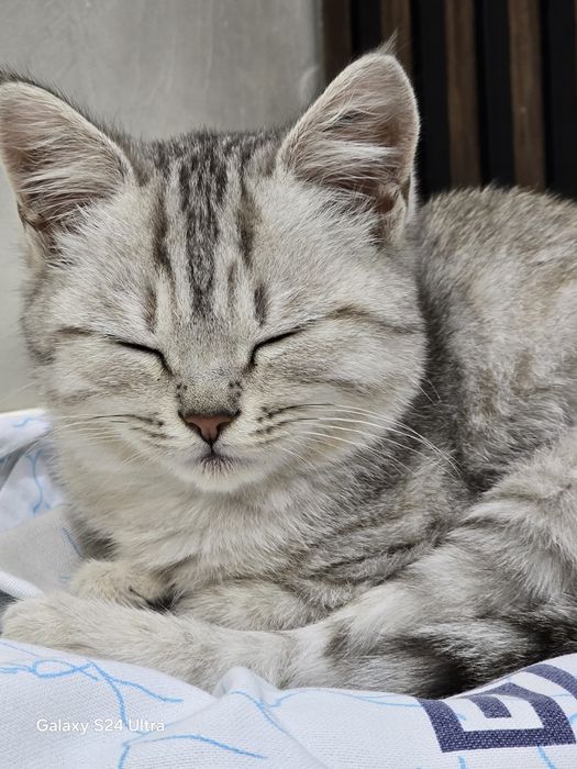 Кошка , котёнок , Мысық