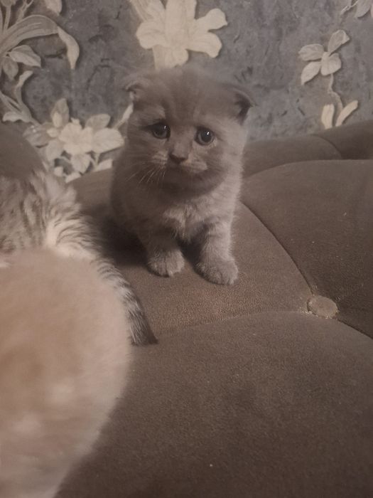 Котята скотиш фолд