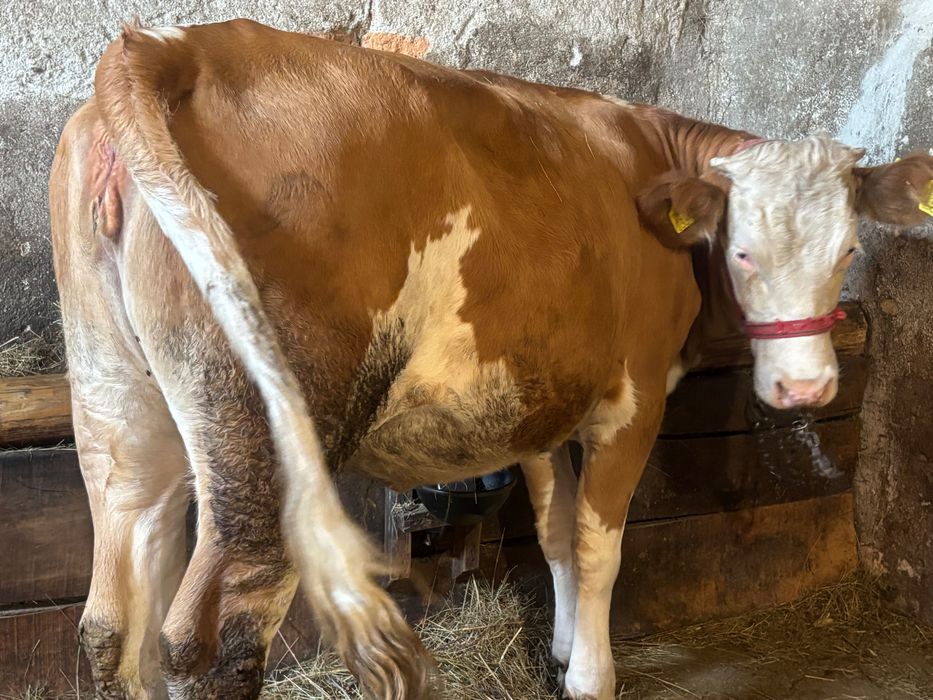 Vând juninci bălțate pentru ținut sau sacrificat