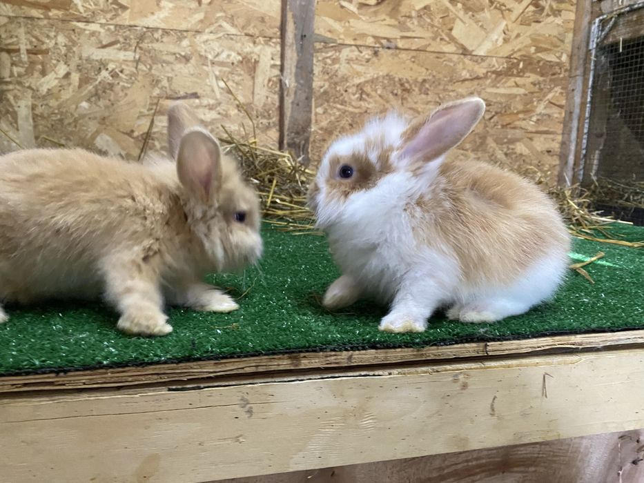 Iepuri de companie pitici cap de leu