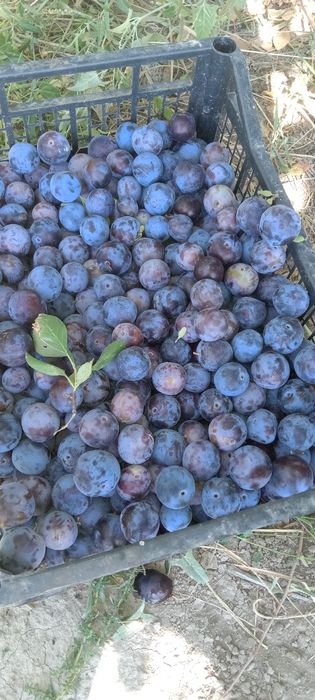 Дача с богатым садом