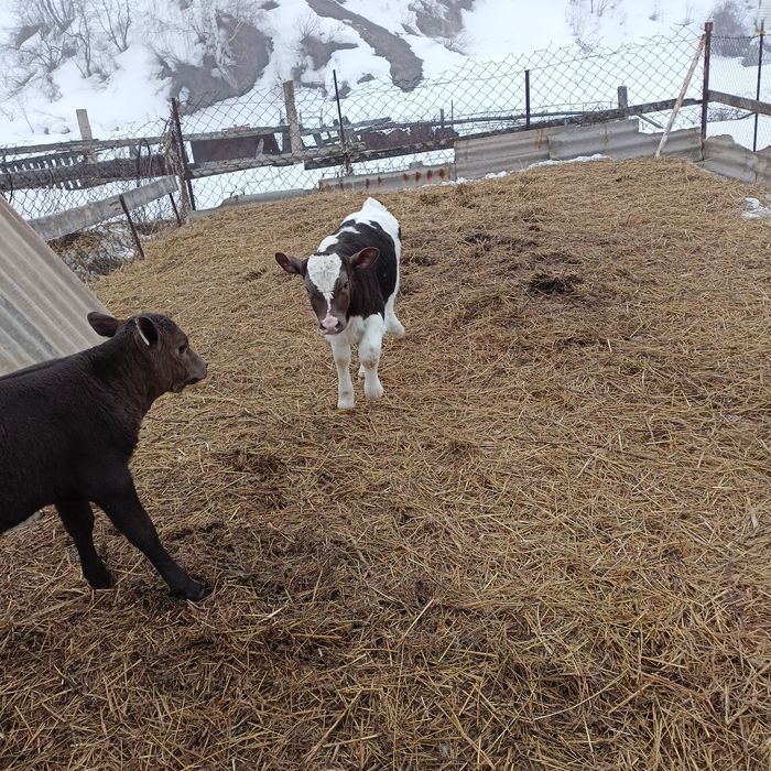 Продам телят, две телочки, договоримся