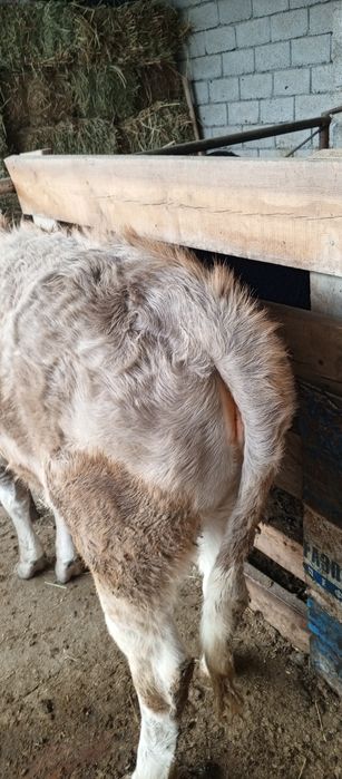 Tana sotiladi 15 mňl