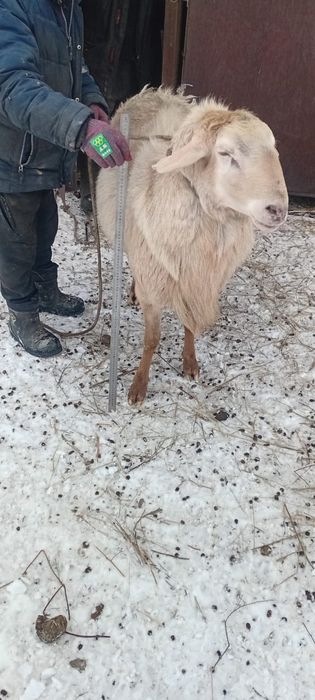 Продам барана кошкара