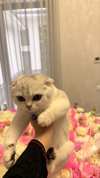 серебристый шиншилла