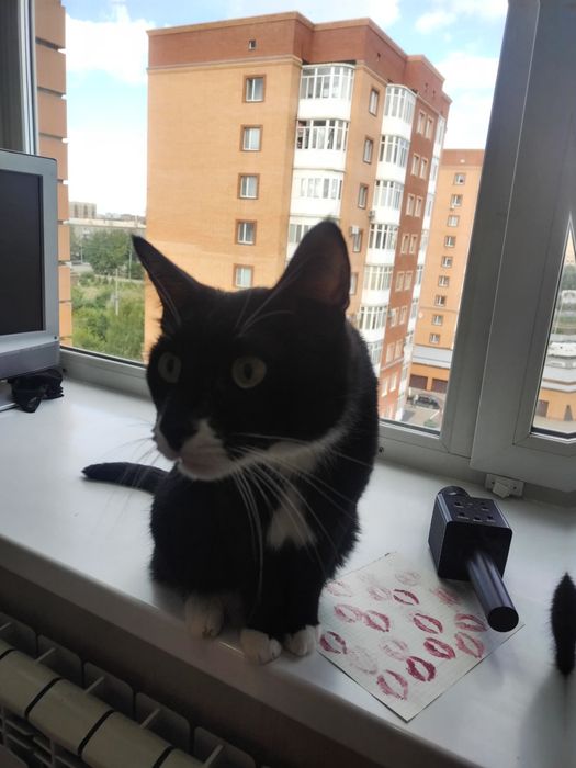 Отдам даром в хорошие руки