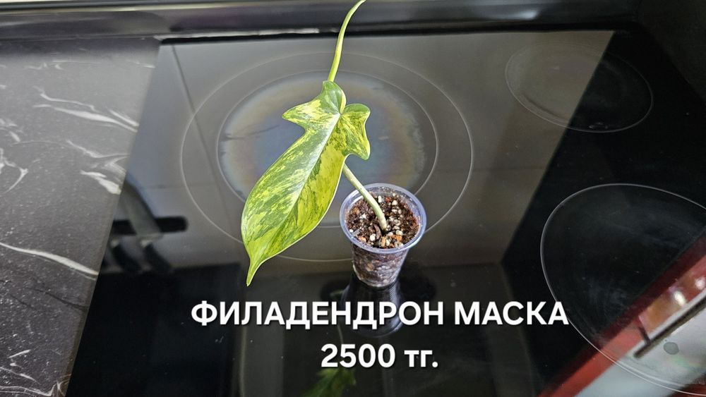 Комнатные растения