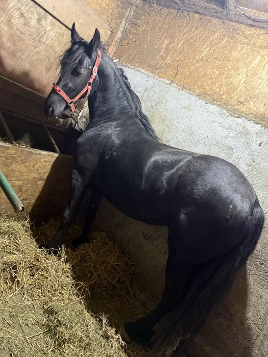 Vand iapa Frizian 3 ani