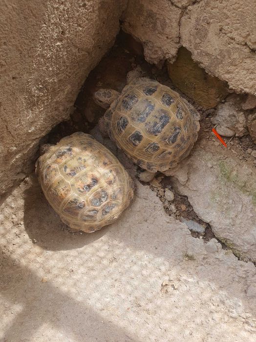 Toshbaqalar sotiladi