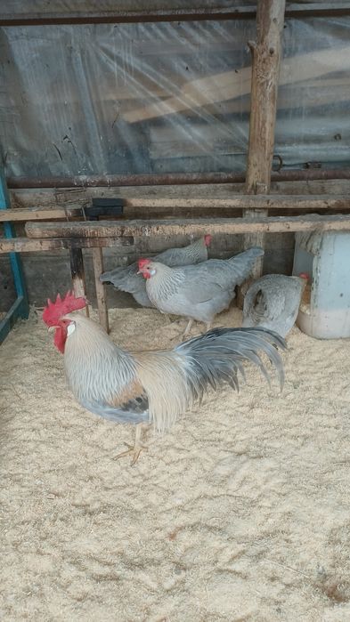 Продам кур породы легорн изабелла