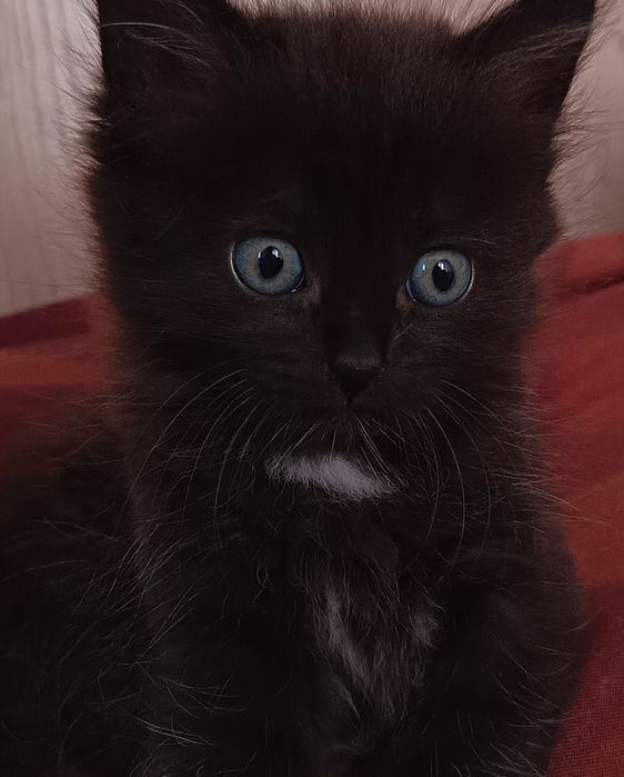 2 котёнка мальчик девочка доставка в ближайшие рейоны