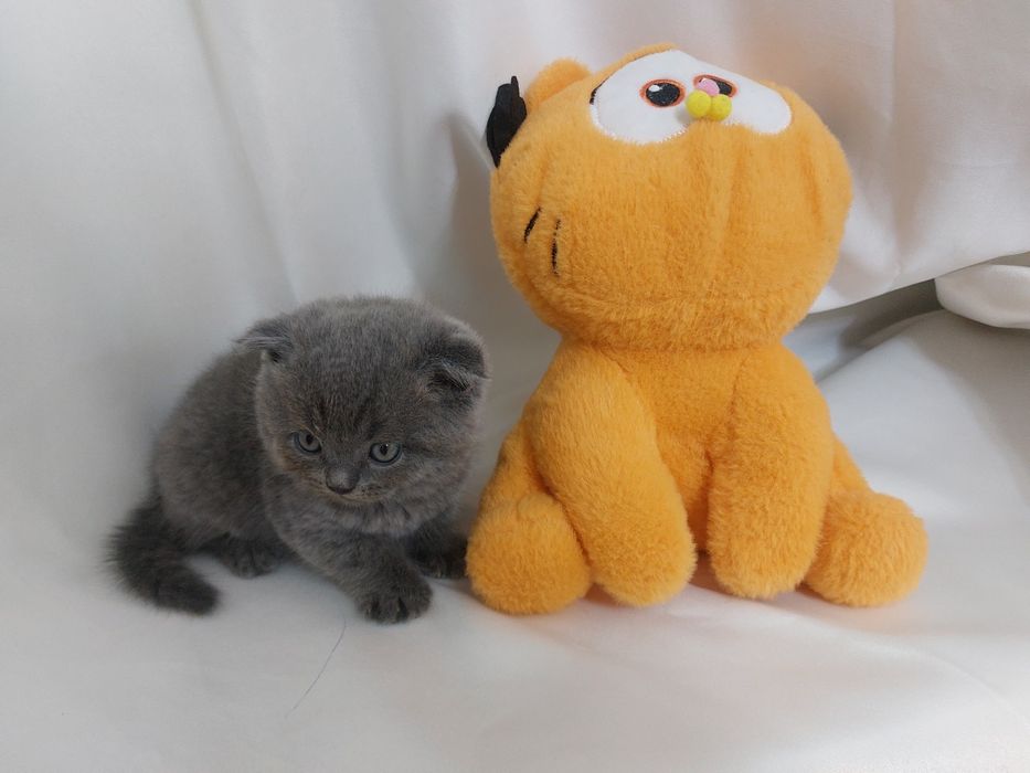 Продаётся котёнок скоттиш фолд мальчик