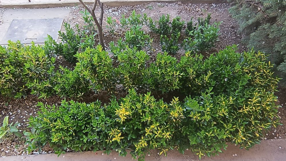 Цветы Бересклет по низкой цене!