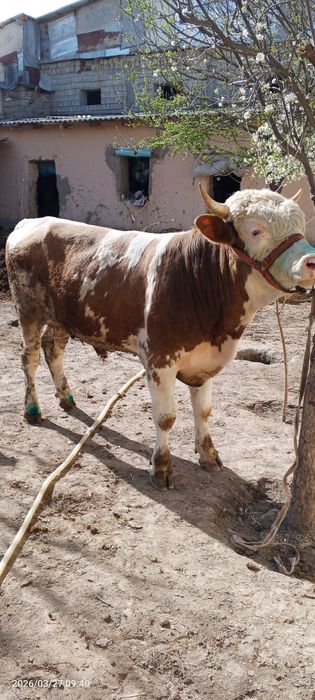 Smental hoʻkiz sotiladi