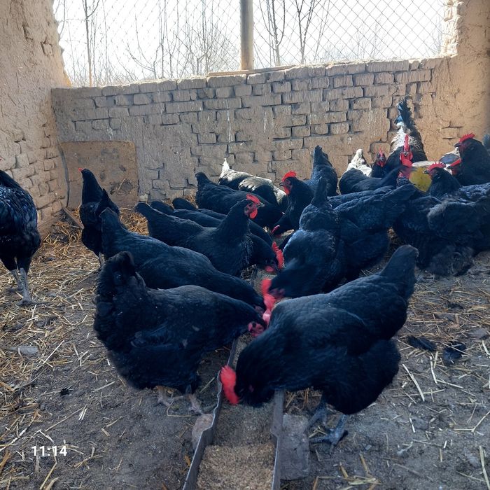 Qora shahzoda  tuxumlari sotiladi.