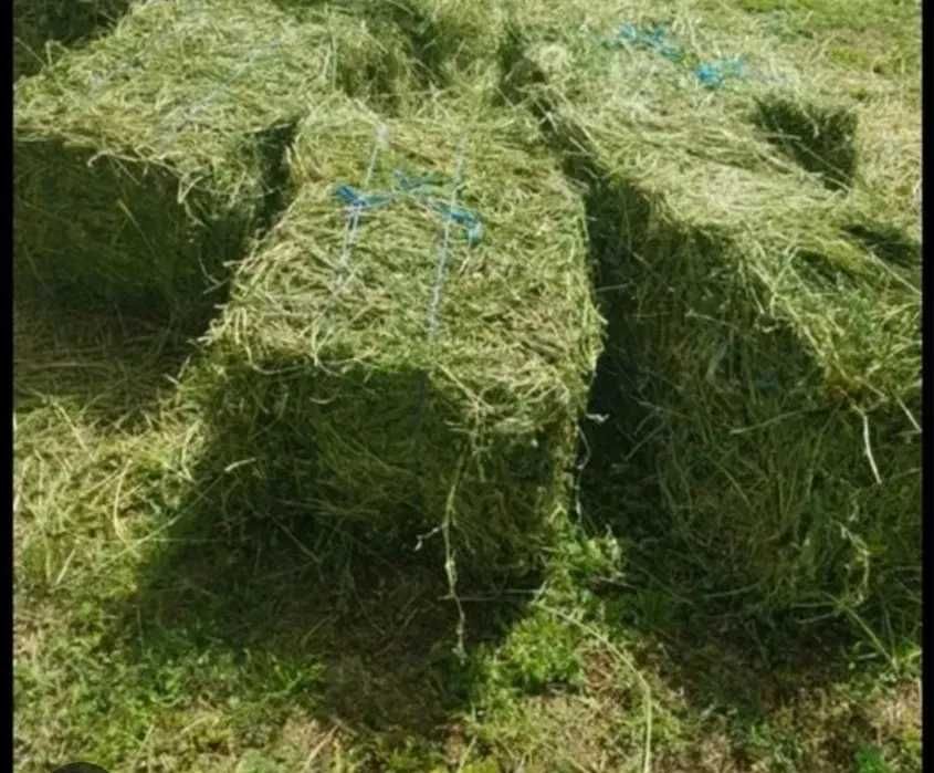 Vand Baloti Lucerna Calitatea 1 Dolj