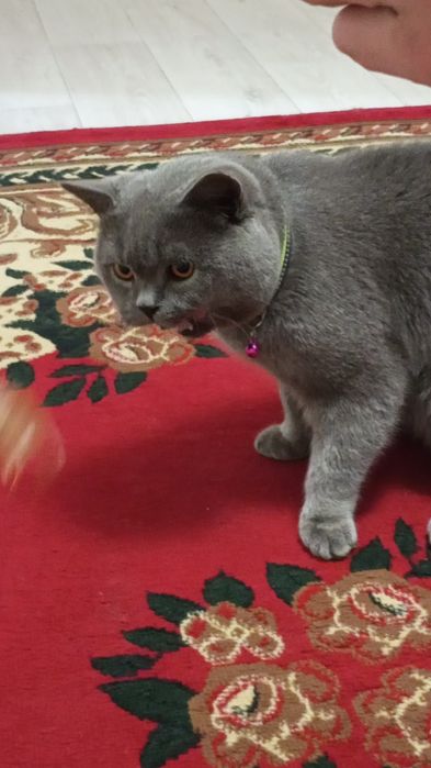 Emlangan dorilariberilgan