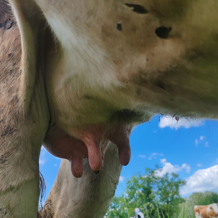 Vând junica la a doua fătare, gestanta în 8 luni