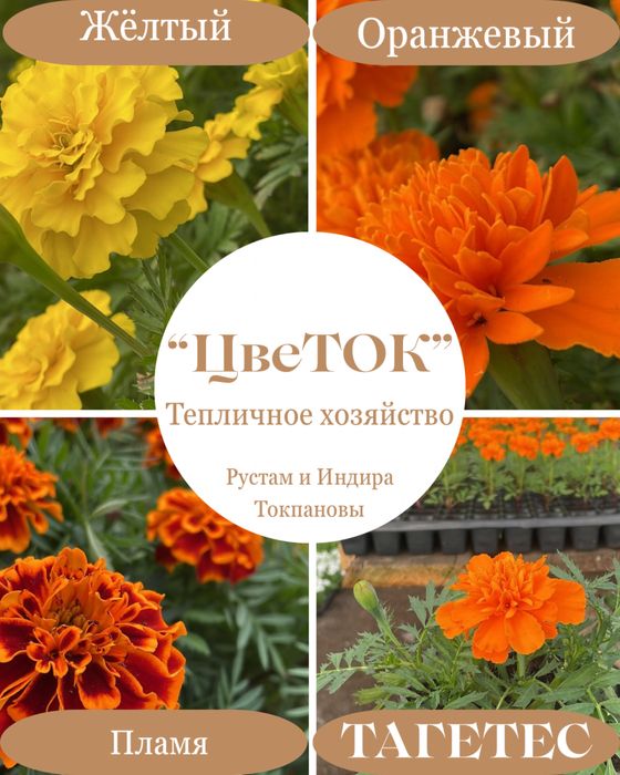 Петуния рассада цветы