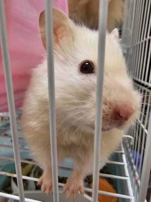 Сирийские Хомячки