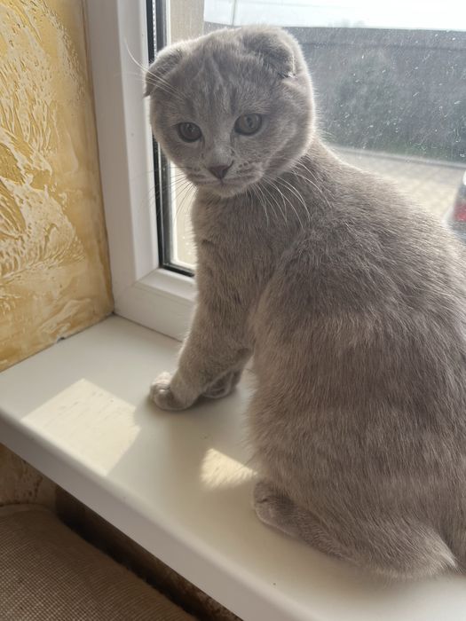 Котенок британский вислоухий