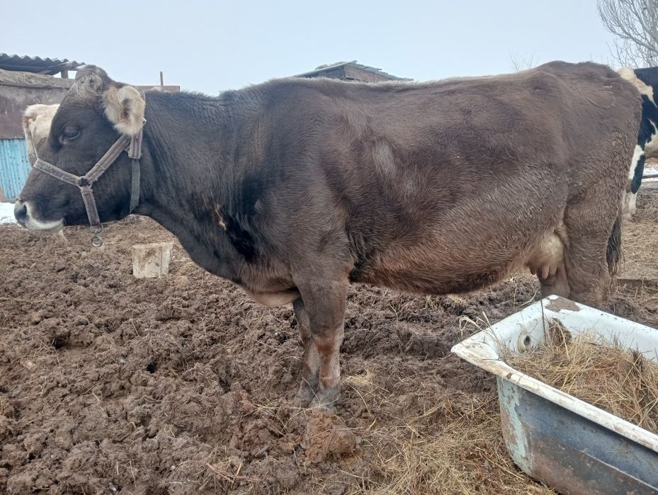 Буаз сутты сиырлар