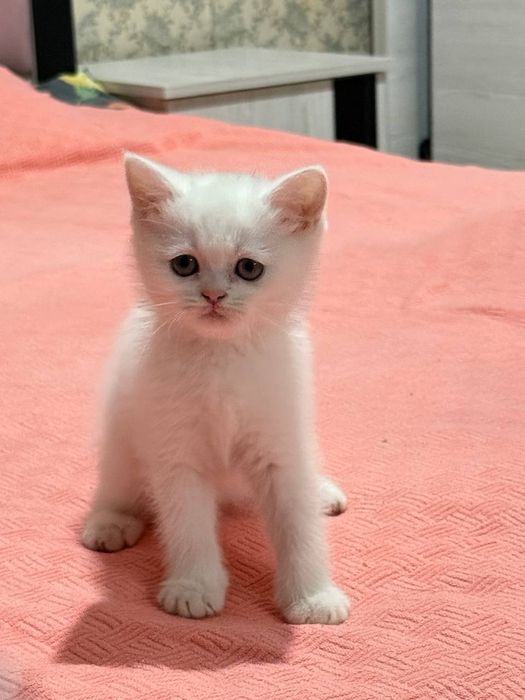 Scottish fold  shinshilla