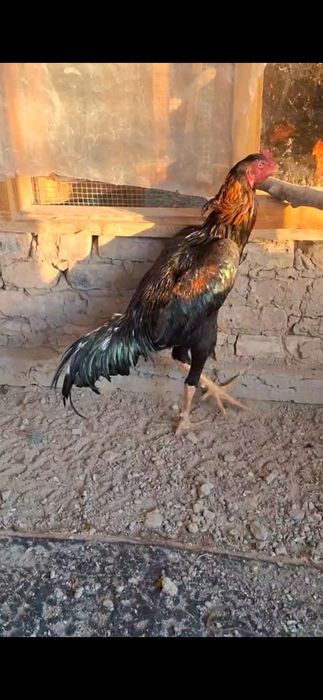 Жожа сотилади апрельда чиккан хали уришмаган