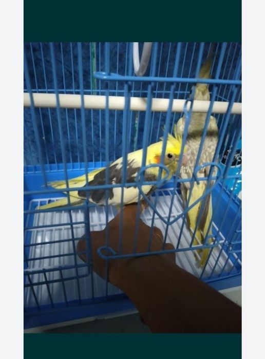 Корелла ручные птенцы