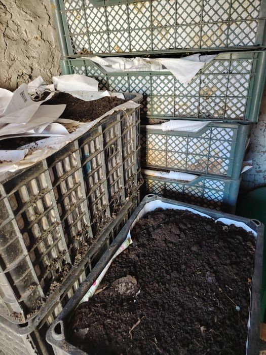 Продам Калифорнийские черви