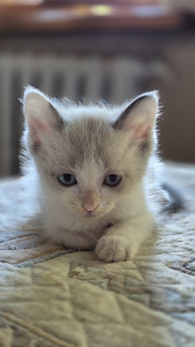 Отдам котят в добрые руки!