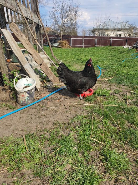 Famile găini austrolorp