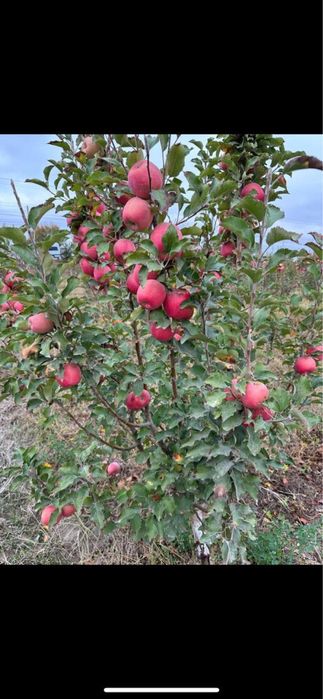 Таййор олма боги сотилади
