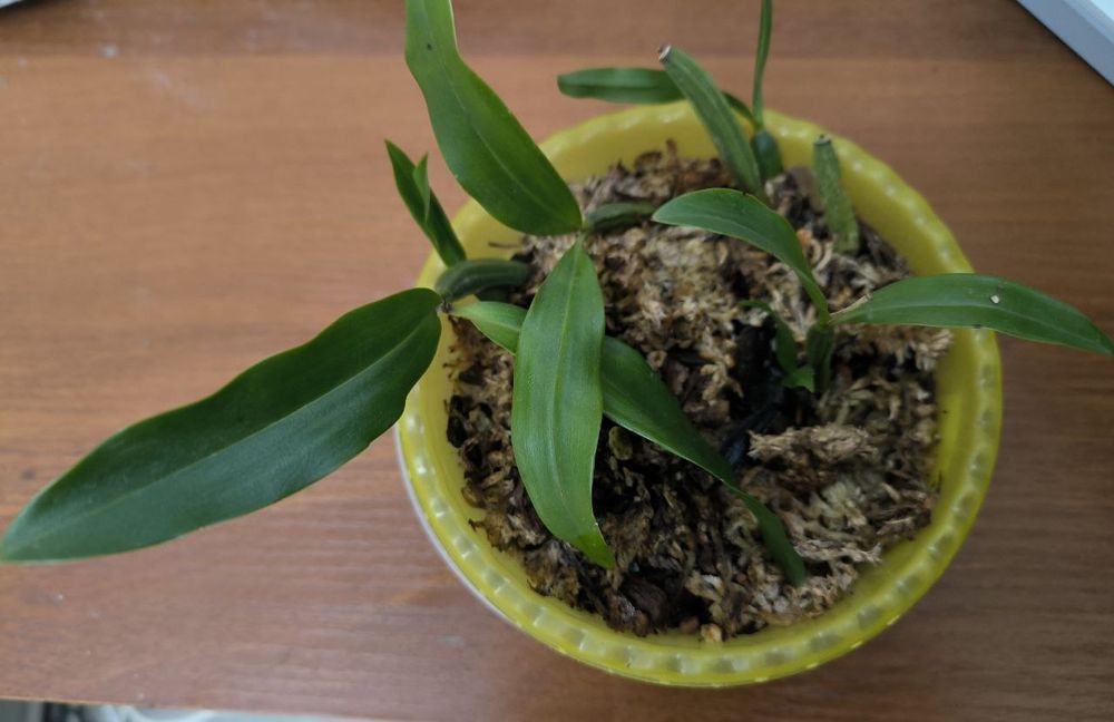 Орхидея Целогина Фимбриата