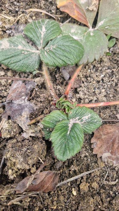 Vând stoloni de capsuni