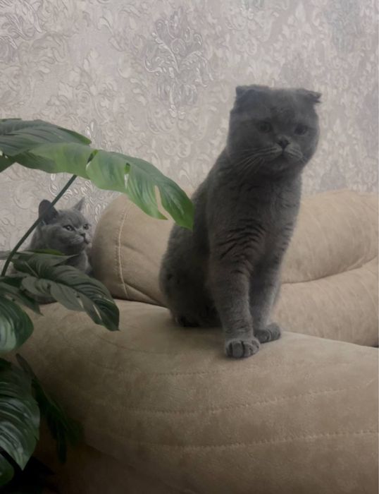 Пародали мушукларим сотаман срочно