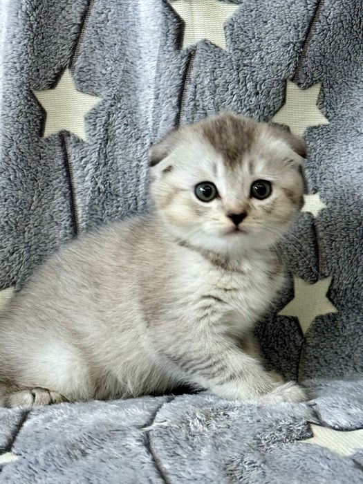 Шиншилла золото серебро