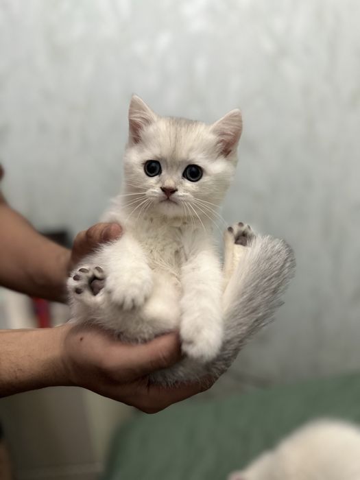 ПРОДАЮ КОТЯТ 1.5 месяца