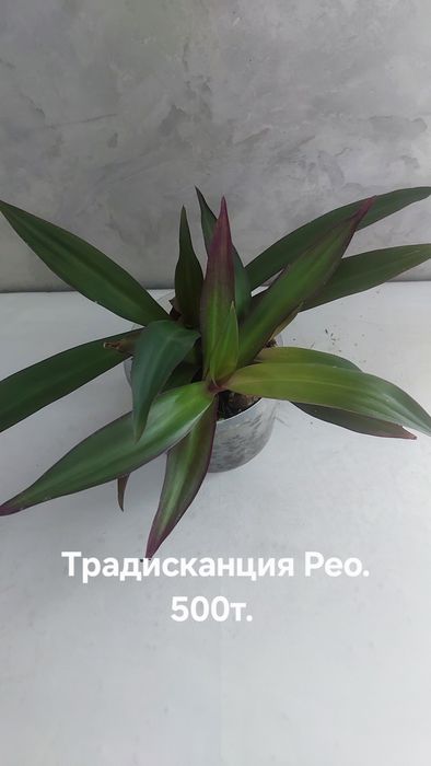 Комнатные растения.