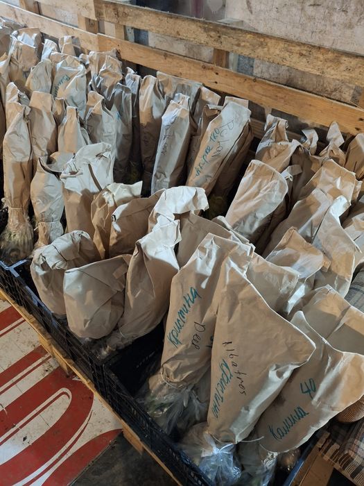 Тюльпаны в наличии Алматы.