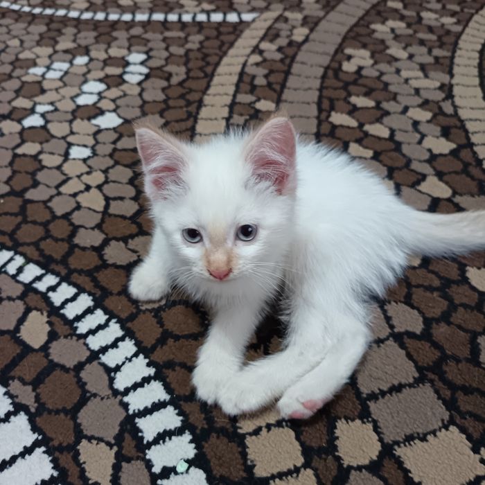 Отдадим в добрые руки  котята 2месяца