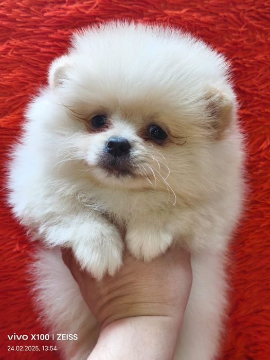 Очаровательные щенки шпица.