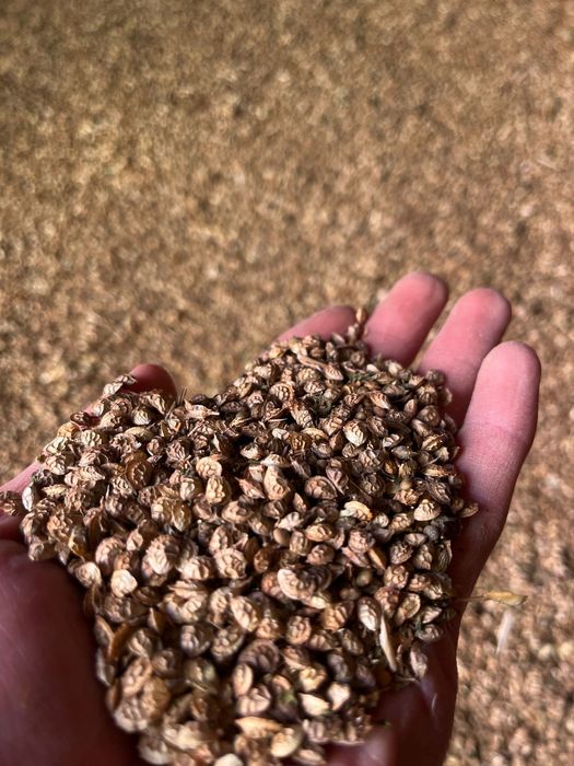 Семена эспарцет высокого сорта